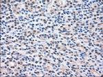 MAPK1 Antibody in Immunohistochemistry (Paraffin) (IHC (P))