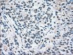 MAPK1 Antibody in Immunohistochemistry (Paraffin) (IHC (P))