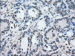 MAPK1 Antibody in Immunohistochemistry (Paraffin) (IHC (P))