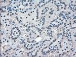 MAPK1 Antibody in Immunohistochemistry (Paraffin) (IHC (P))