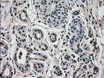 MAPK1 Antibody in Immunohistochemistry (Paraffin) (IHC (P))