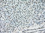 MAPK1 Antibody in Immunohistochemistry (Paraffin) (IHC (P))