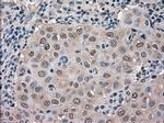 MAPK1 Antibody in Immunohistochemistry (Paraffin) (IHC (P))