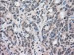 MAPK1 Antibody in Immunohistochemistry (Paraffin) (IHC (P))