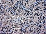 MAPK1 Antibody in Immunohistochemistry (Paraffin) (IHC (P))