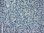 MAPK1 Antibody in Immunohistochemistry (Paraffin) (IHC (P))