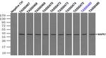 MAPK1 Antibody in Immunoprecipitation (IP)