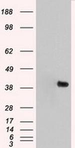 MAPK1 Antibody in Western Blot (WB)