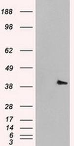 MAPK1 Antibody in Western Blot (WB)