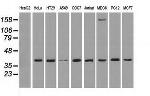 MAPK1 Antibody in Western Blot (WB)