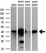 MAPK1 Antibody in Western Blot (WB)