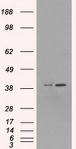 MAPK1 Antibody in Western Blot (WB)