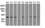 MAPK1 Antibody in Western Blot (WB)