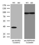 MAPK1 Antibody in Western Blot (WB)