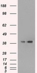 MAPK1 Antibody in Western Blot (WB)