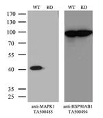 MAPK1 Antibody in Western Blot (WB)