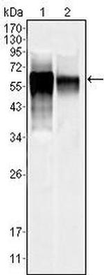 JNK3 Antibody in Western Blot (WB)