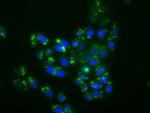 MAPK11 Antibody in Immunocytochemistry (ICC/IF)