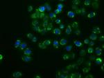 MAPK11 Antibody in Immunocytochemistry (ICC/IF)