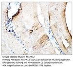 MAPK12 Antibody in Immunohistochemistry (IHC)