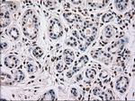 MAPK12 Antibody in Immunohistochemistry (Paraffin) (IHC (P))