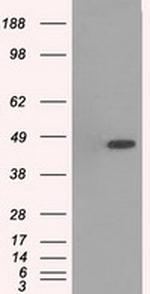 MAPK12 Antibody in Western Blot (WB)