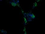 MAPK13 Antibody in Immunocytochemistry (ICC/IF)