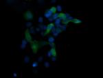 MAPK13 Antibody in Immunocytochemistry (ICC/IF)