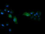 MAPK13 Antibody in Immunocytochemistry (ICC/IF)