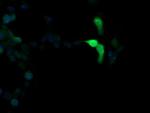 MAPK13 Antibody in Immunocytochemistry (ICC/IF)