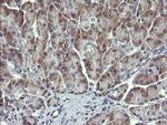 MAPK13 Antibody in Immunohistochemistry (Paraffin) (IHC (P))