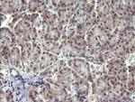 MAPK13 Antibody in Immunohistochemistry (Paraffin) (IHC (P))