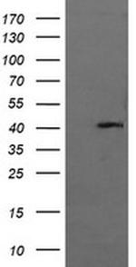 MAPK13 Antibody in Western Blot (WB)