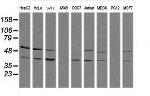 MAPK13 Antibody in Western Blot (WB)