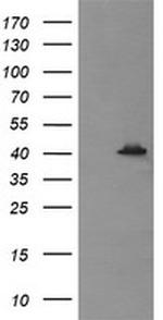 MAPK13 Antibody in Western Blot (WB)