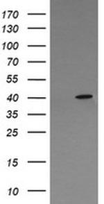 MAPK13 Antibody in Western Blot (WB)