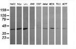 MAPK13 Antibody in Western Blot (WB)