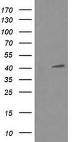 MAPK13 Antibody in Western Blot (WB)