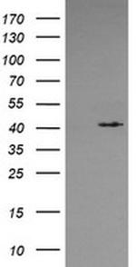 MAPK13 Antibody in Western Blot (WB)