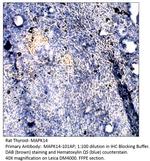 MAPK14 Antibody in Immunohistochemistry (IHC)