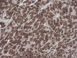 MAPK3 Antibody in Immunohistochemistry (Paraffin) (IHC (P))