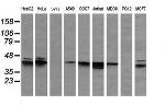 MAPK3 Antibody in Western Blot (WB)