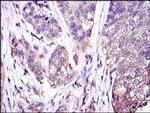 ERK1 Antibody in Immunohistochemistry (Paraffin) (IHC (P))