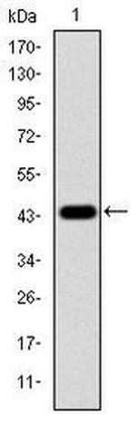 ERK1 Antibody in Western Blot (WB)