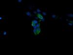 MAPK4 Antibody in Immunocytochemistry (ICC/IF)