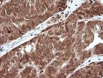 MAPK4 Antibody in Immunohistochemistry (Paraffin) (IHC (P))