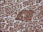 MAPK4 Antibody in Immunohistochemistry (Paraffin) (IHC (P))