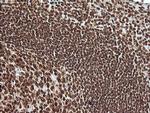 MAPK4 Antibody in Immunohistochemistry (Paraffin) (IHC (P))