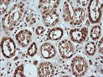 MAPK4 Antibody in Immunohistochemistry (Paraffin) (IHC (P))