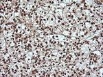 MAPK4 Antibody in Immunohistochemistry (Paraffin) (IHC (P))